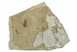 Fossil Beetle (Carabidae) - Bois d’Asson, France #290726-1